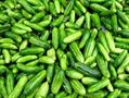 کوچینیا گرندیس( پیچک کدو)